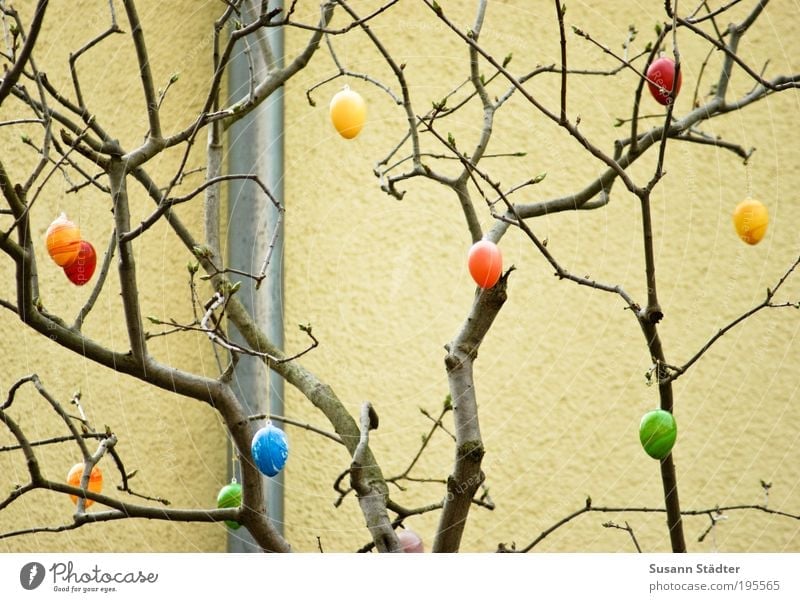 Eikaramba Dekoration & Verzierung hängen verstecken Ostern Nest Versteck Feiertag Baum Wand gelb grün mehrfarbig streichen Krimskrams Haushuhn Dachrinne