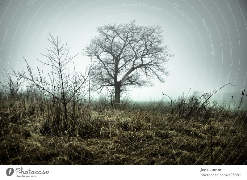 Solitary Tree Baum Wiese Einsamkeit Endzeitstimmung Enttäuschung Tod Vignettierung Nebel Winter Frost trist Ast Farbfoto Außenaufnahme Menschenleer Tag