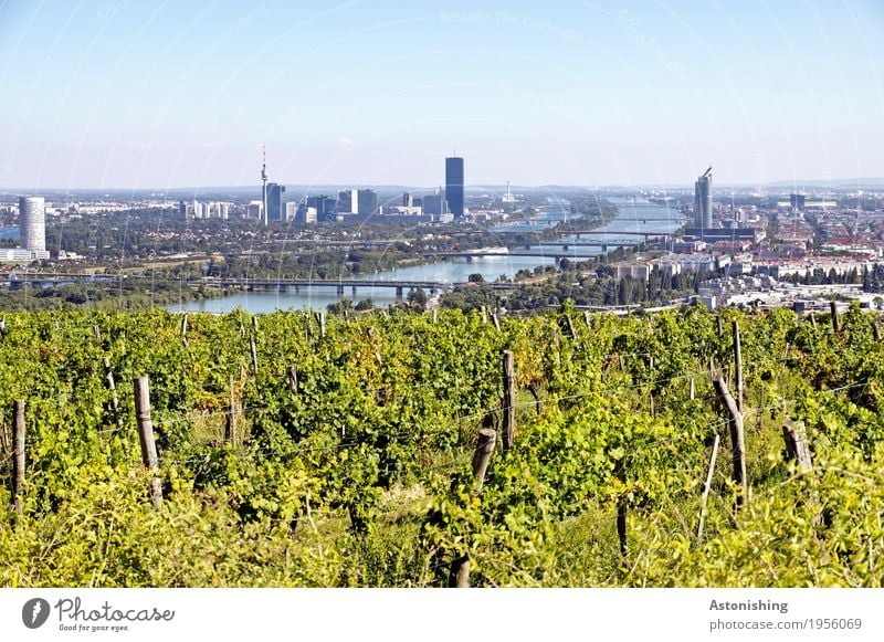 Blick auf Wien Umwelt Natur Landschaft Pflanze Luft Wasser Himmel Wolkenloser Himmel Horizont Sommer Wetter Schönes Wetter Sträucher Wein Flussufer Donau