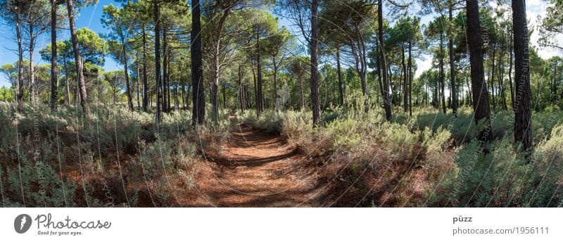 Korsika Ferien & Urlaub & Reisen Tourismus Sommer Sommerurlaub Sonne wandern Umwelt Natur Pflanze Wärme Baum Sträucher Grünpflanze Wildpflanze Nadelbaum
