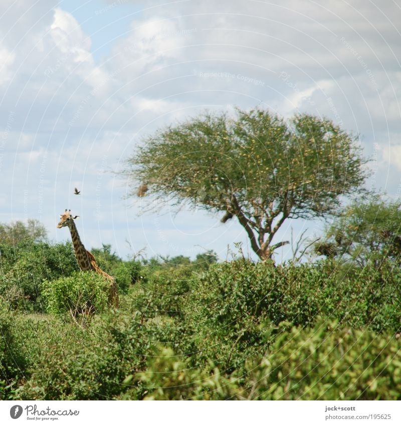 Giraffe taucht auf aus der Wildnis Safari Wolken Wärme Baum Sträucher exotisch Savanne Kenia Wildtier lang grün Idylle Klima tropisch Tierporträt Natur Afrika
