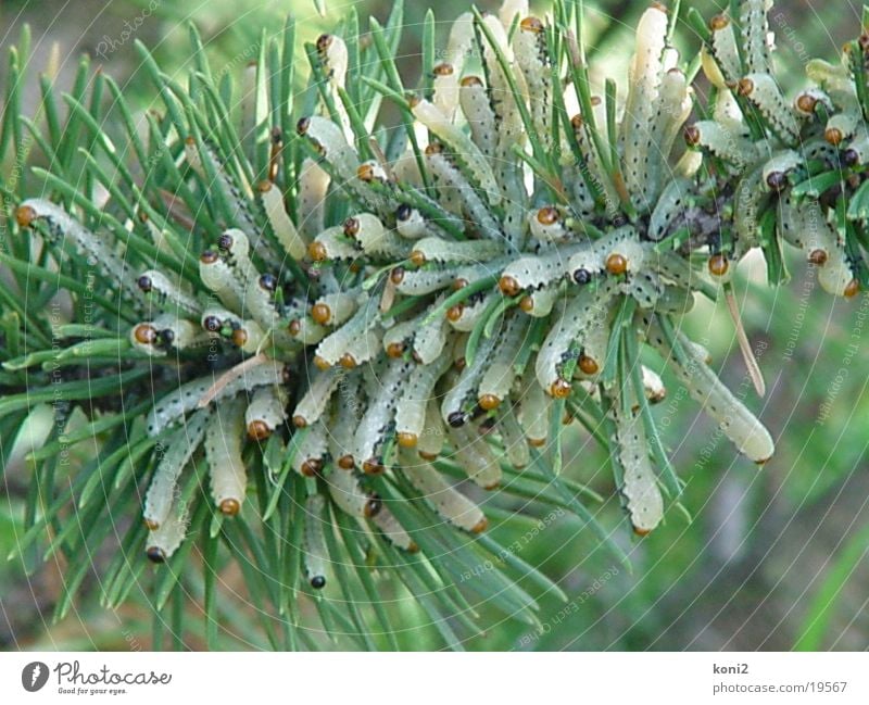 neodiprion sertifer Larve Fressen kiefernbuschhornblattwespe Schädlinge Raupe
