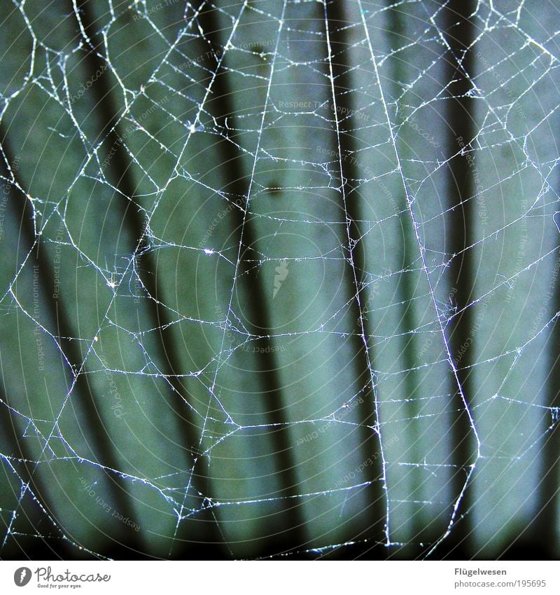 Die spinnen die Spinnen Lifestyle Tier Haustier atmen fangen dunkel Sicherheit Schutz Geborgenheit bedrohlich Spinnennetz Spinnenbeine Dach Netz Farbfoto