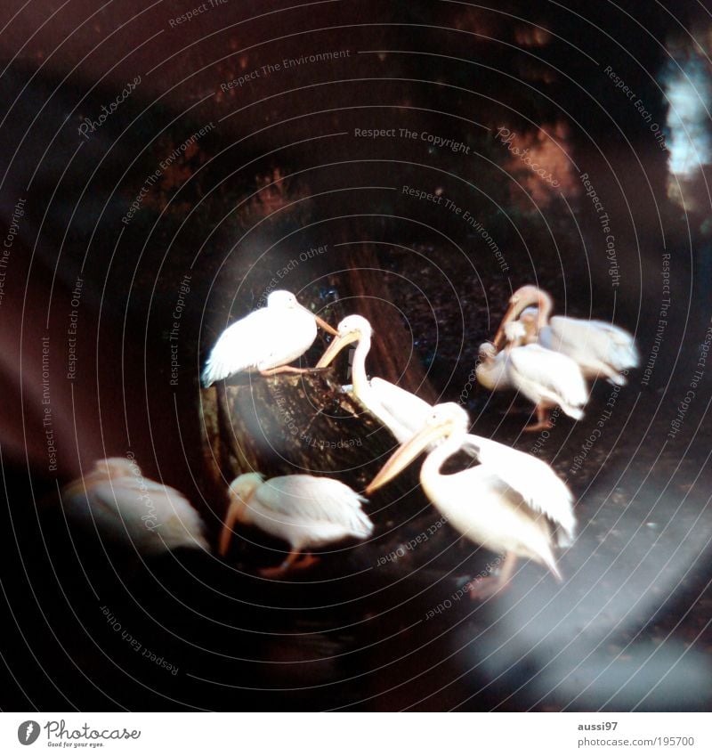 Schreibgerät Pelikan Vögel Schwarm verschwommen unscharf positive liquid Traum