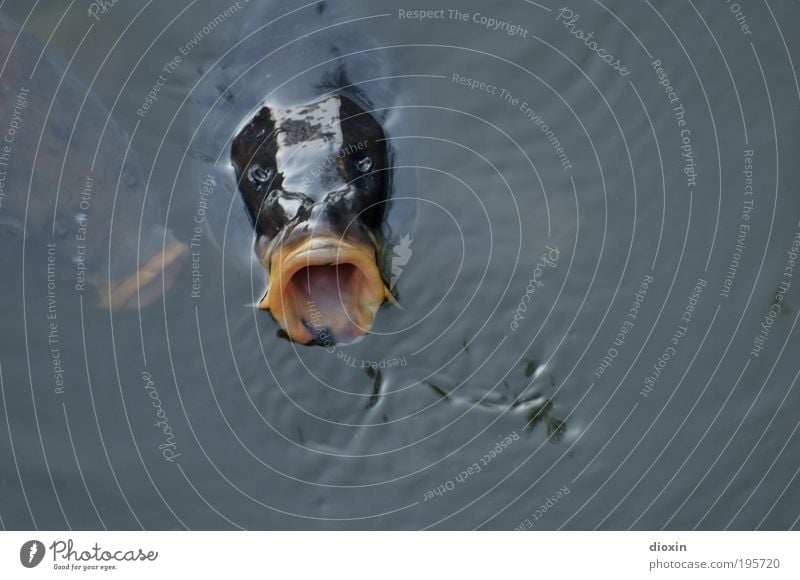 Großmaul (Cyprinus carpio) Angeln Umwelt Natur Tier Wasser Teich See Fisch Karpfen Flosse Schuppen Maul Kopf 2 bedrohlich nass natürlich Gier Fressen auftauchen