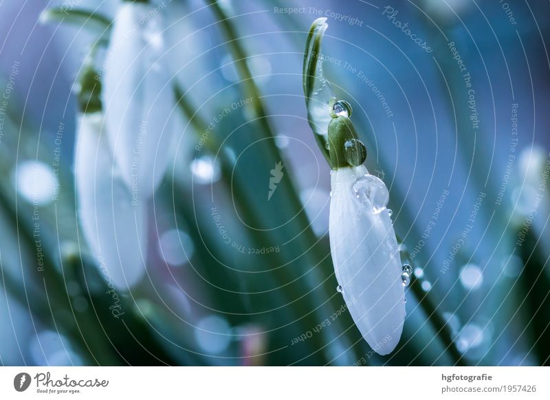Frühlingsblume Pflanze Blüte Schneeglöckchen Park Wiese berühren Duft glänzend Wachstum ästhetisch fantastisch frisch hell klein schön weiß Farbfoto