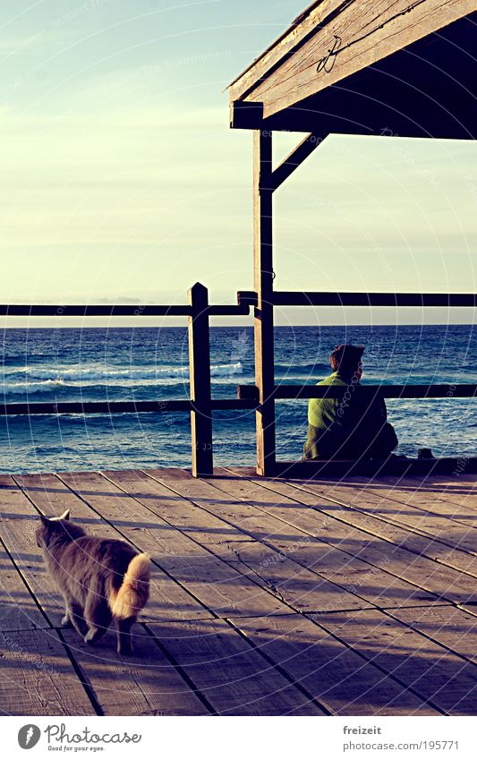 Ein Haus am Meer Glück Erholung Ferien & Urlaub & Reisen Wellen Küste Katze 1 Tier Holz authentisch einfach Geborgenheit ruhig Fernweh nachdenklich Farbfoto