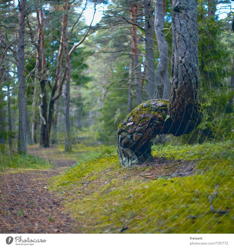 Geschwungene Pfade Natur Baum Moos Wald Wege & Pfade laufen außergewöhnlich Farbfoto Außenaufnahme Menschenleer Tag Schwache Tiefenschärfe
