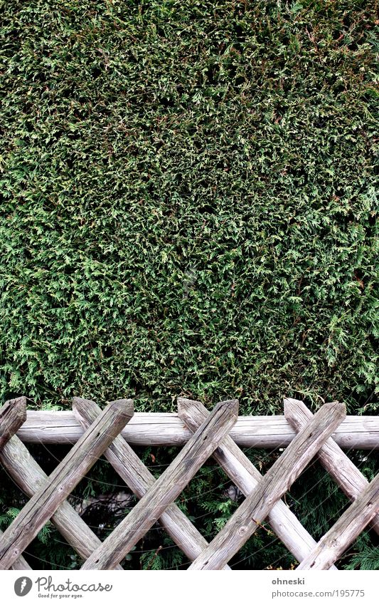 Gartenbaukunst Umwelt Natur Pflanze Sträucher Grünpflanze Zypresse Park Holz Kreuz Sauberkeit stachelig grün gehorsam gewissenhaft diszipliniert Ordnungsliebe