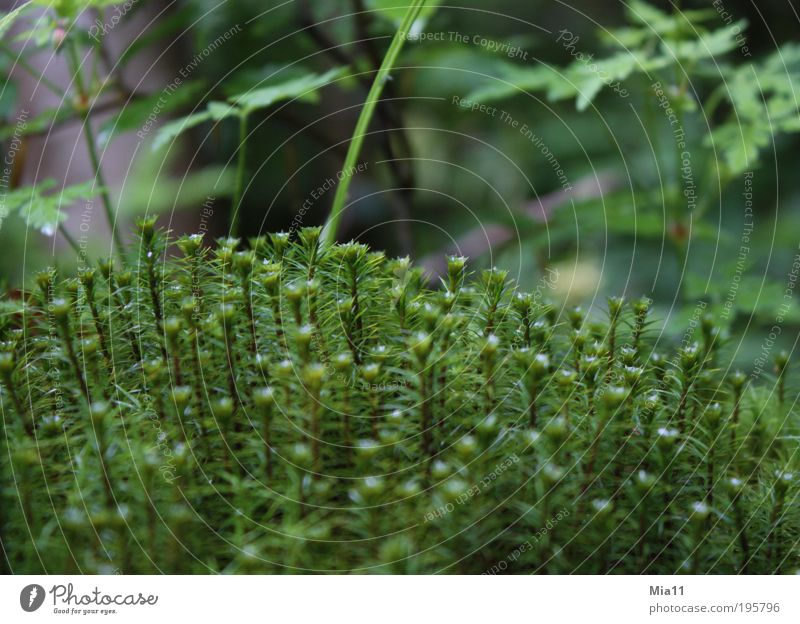 moosig Natur Pflanze Sommer Moos Grünpflanze Wildpflanze Wachstum grün nass Wildnis Polster Blatt Leben Farbfoto Außenaufnahme Tag