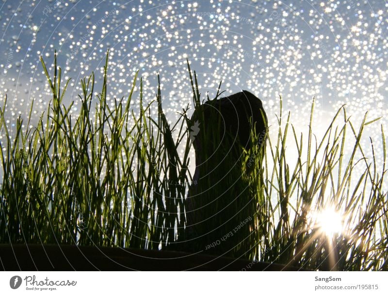 Frohe Ostern Wassertropfen Himmel Frühling Regen Gras Tropfen einfach Sonnenstrahlen Silhouette Farbfoto Innenaufnahme Textfreiraum oben Gegenlicht