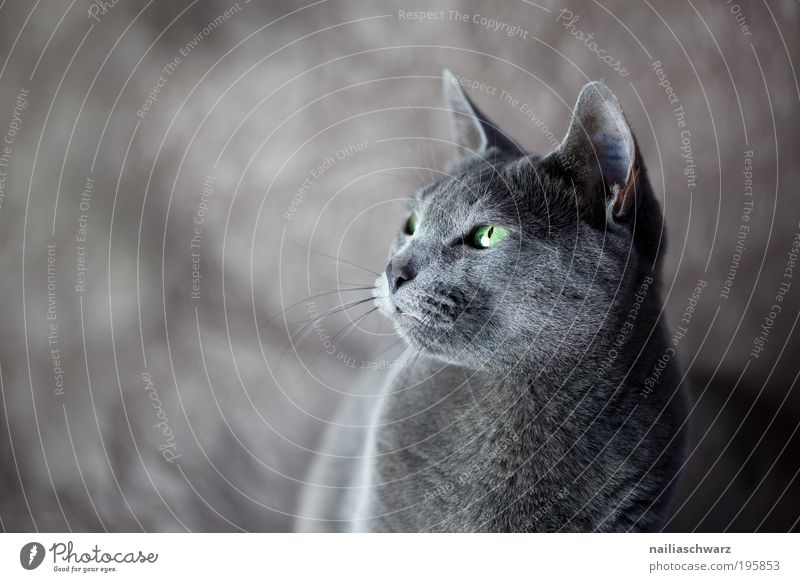Bonnie Tier Haustier Katze Tiergesicht Fell 1 ästhetisch Neugier niedlich grau grün schwarz silber elegant katzenbild katzenfoto russisch blau rassekatze