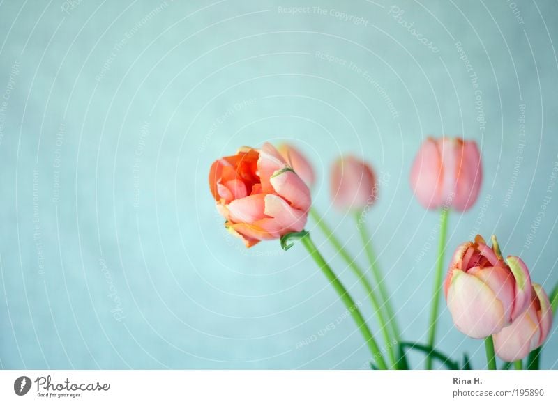 Tulpen - was sonst Lifestyle elegant Stil Muttertag Natur Pflanze Frühling Blume Blüte Blühend ästhetisch authentisch frisch natürlich blau rosa Glück