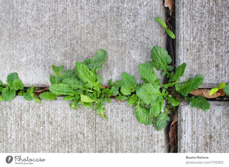 Leben im Beton Frühling Pflanze Blatt Grünpflanze Mauer Wand kämpfen Wachstum ästhetisch fest frisch natürlich oben stark grau grün Kraft Tatkraft standhaft