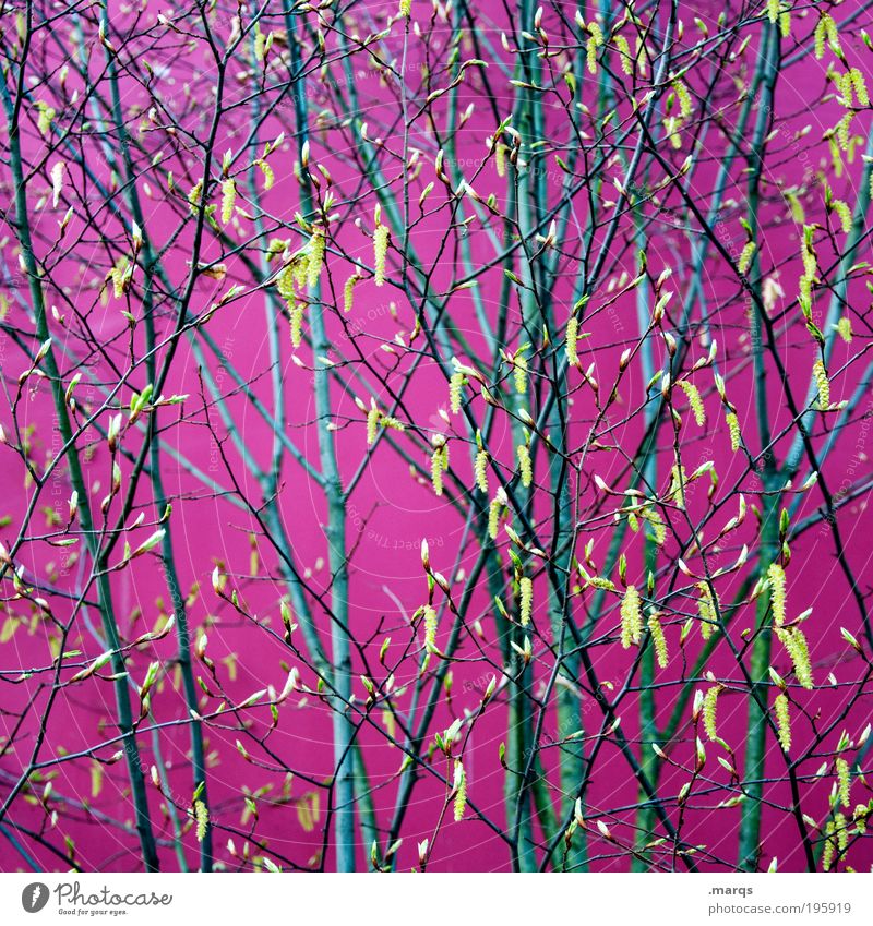 Antihistaminika Stil Natur Frühling Pflanze Baum Ast Mauer Wand Fassade Blühend leuchten Wachstum außergewöhnlich Duft trendy verrückt rosa Gefühle Lebensfreude
