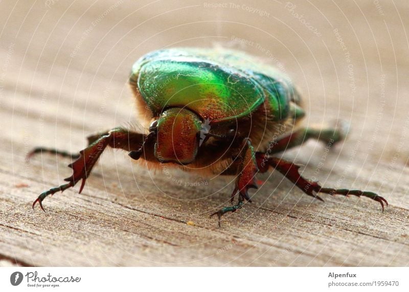 Alien-Bug Tier Wildtier Käfer Krallen Rosenkäfer 1 krabbeln gruselig Tierliebe Neugier Interesse Angst Außerirdischer Farbfoto Außenaufnahme Textfreiraum oben