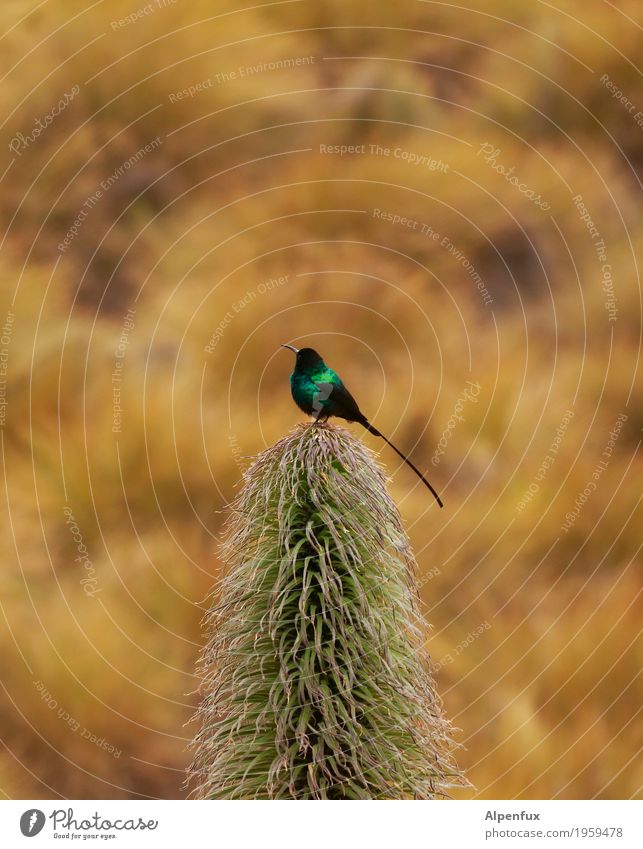 Lobelien-Nektarvogel Pflanze Moor Sumpf Tier Wildtier Vogel Sunbird 1 sitzen ästhetisch elegant exotisch glänzend türkis Natur Afrika Kenia Mount Kenia Farbfoto