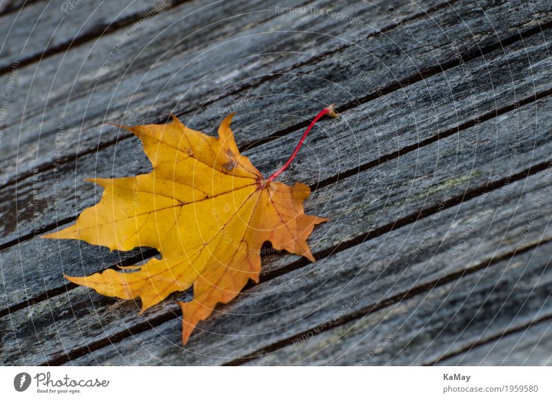 Es wird Herbst... Erntedankfest Umwelt Natur Blatt Ahornblatt Einsamkeit Tod Verfall Vergänglichkeit Wandel & Veränderung Jahreszeiten Saison gelb Holz