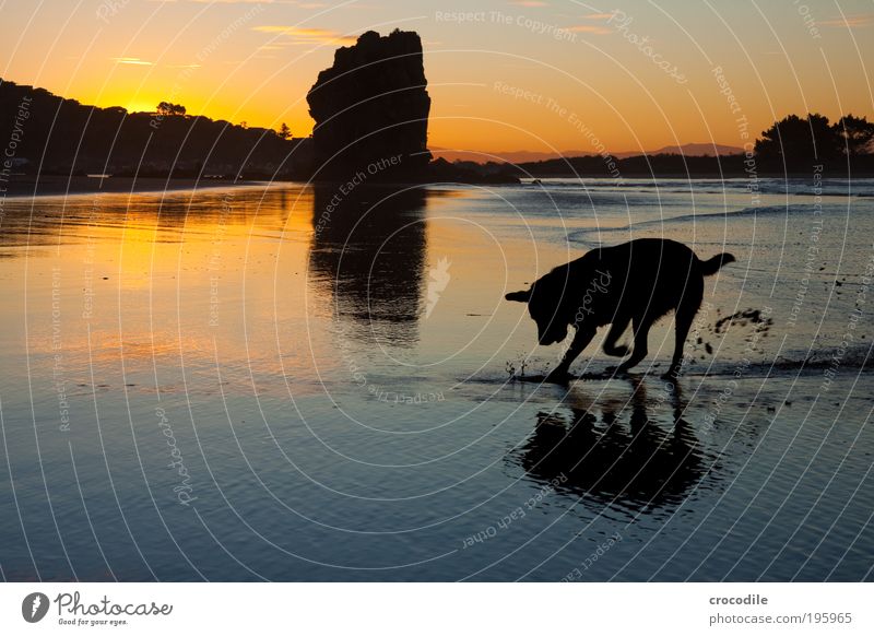 Sumner Beach II Schatzsucher Umwelt Natur Landschaft Sand Luft Wasser Himmel Sonnenaufgang Sonnenuntergang Wellen Küste Meer Neuseeland Tier Haustier Hund 1