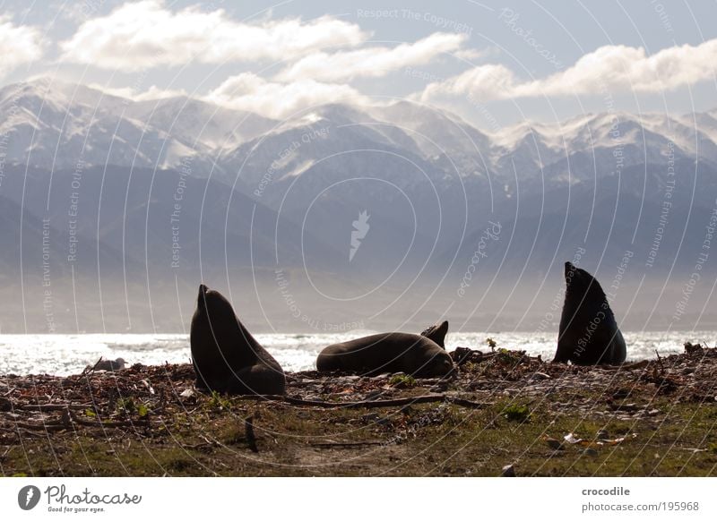 NZ Fur Seal Umwelt Natur Landschaft Wolken Sonnenlicht Felsen Alpen Berge u. Gebirge Schneebedeckte Gipfel Wellen Küste Tier Wildtier Robben Robbenkolonie 4