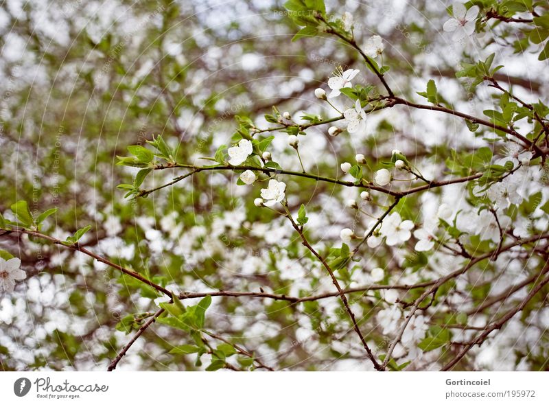 Frühlingswirrwarr Umwelt Natur Pflanze Sträucher Blatt Blüte Park Duft Fröhlichkeit schön grün weiß Frühlingsgefühle Frühlingstag Blütenknospen Zweige u. Äste