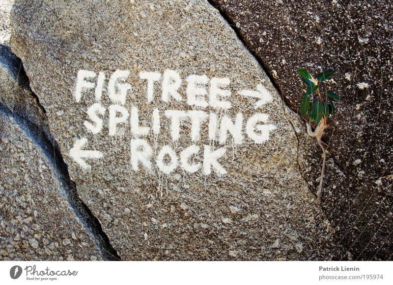 wegweisend ? Stein genießen Felsen Spalte weiß Schriftzeichen Pfeile Wege & Pfade Richtung wohin Baum Riss Strukturen & Formen Linie seltsam lustig geistreich