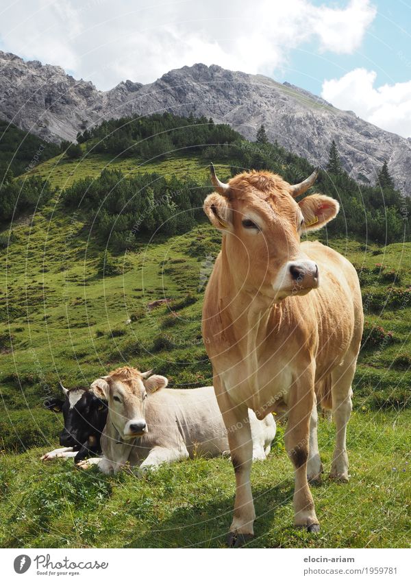 Viele Kühe machen Mühe Ausflug Sommer Berge u. Gebirge wandern Natur Himmel Schönes Wetter Gras Feld Tier Kuh 3 entdecken Erholung Essen stehen authentisch