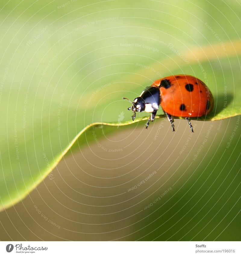 Marienkäfer unterwegs Käfer Glückskäfer Glücksbringer Glückssymbol Glückwünsche dick Leichtigkeit Käferbeine krabbeln Blattrand niedlich rot einzigartig