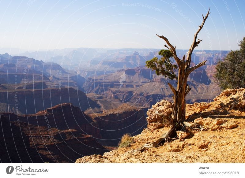 Grand Canyon Umwelt Natur Landschaft Erde Sonnenlicht Schönes Wetter Baum Schlucht Wüste blau braun gelb grau ruhig Fernweh Farbfoto Außenaufnahme Menschenleer