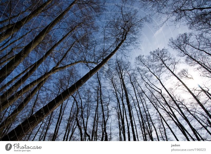 bäume sind auch nur menschen Tanzen Pflanze Himmel Baum Wald Wachstum Aggression blau uneinig Ferne Zusammenhalt diagonal Brandenburg Farbfoto Außenaufnahme