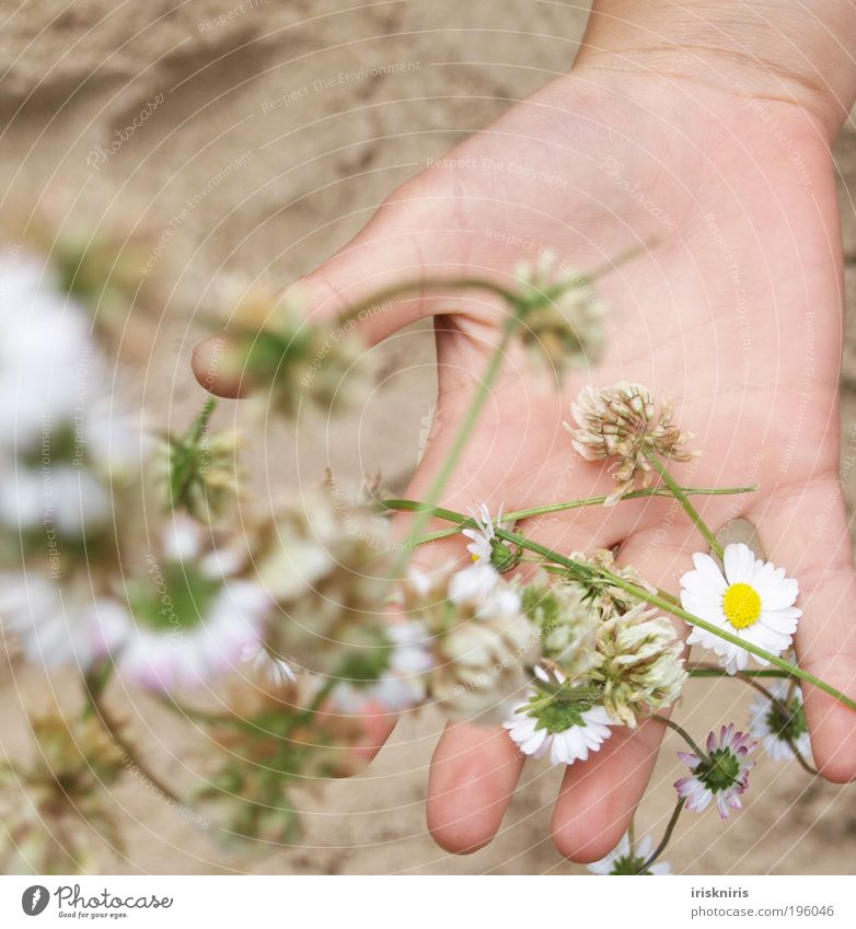 Frühling einfangen Hand Finger Pflanze Sand Sommer Blüte Frühlingsgefühle ruhig Kindheit Gänseblümchen Blütenkette Fädelkette werfen Handlinie Klee Kleeblüte