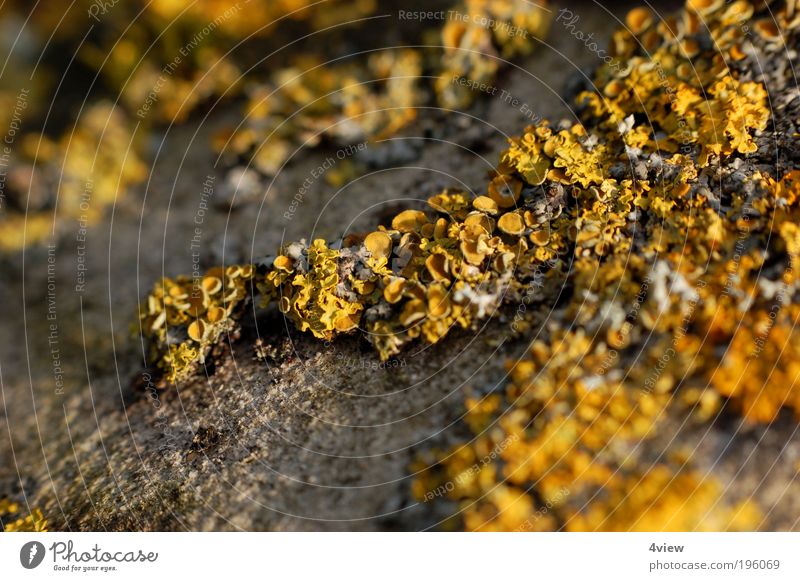 gmoos Umwelt Pflanze Urelemente Moos Felsen Mauer Wand Wahrzeichen Denkmal gelb grau einzigartig Verfall Außenaufnahme Strukturen & Formen