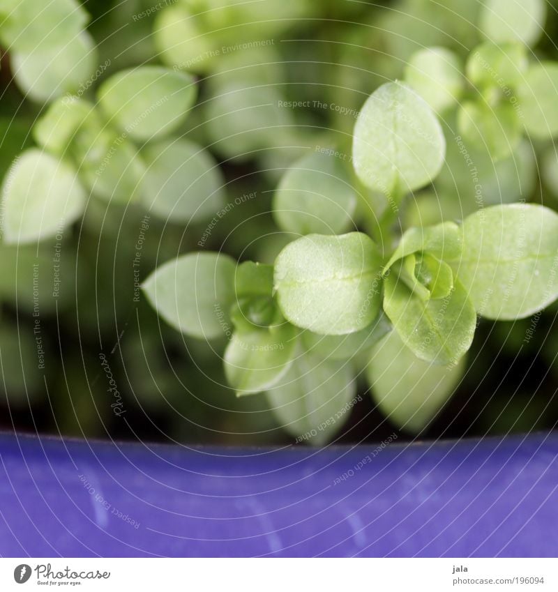 Unkraut Frühling Pflanze Topfpflanze grau violett Vogelmiere krautig Farbfoto Nahaufnahme Detailaufnahme Makroaufnahme Tag Licht