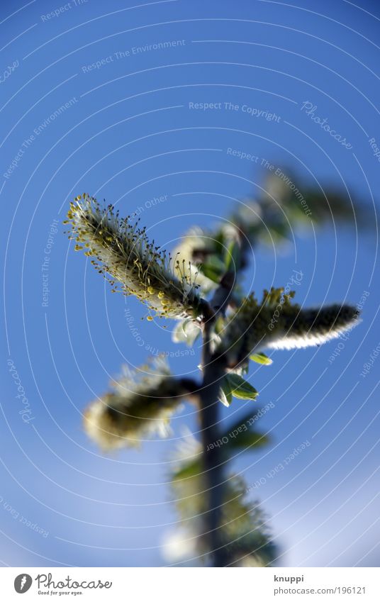Weidenkätzchen-Teil 2 Wohlgefühl ruhig Ausflug Wind Pflanze Baum Gras Sträucher Blüte Wiese Blühend gehen genießen verblüht ästhetisch frisch Unendlichkeit blau