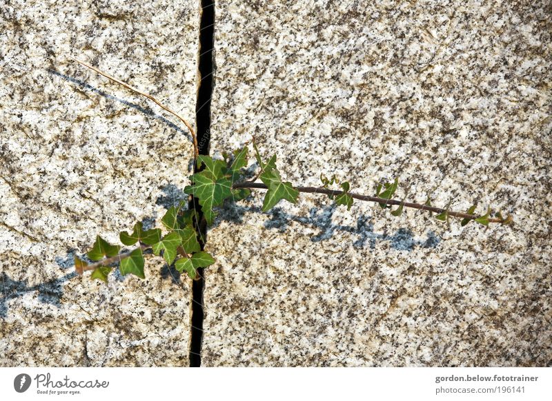 die Natur schlägt zurück! Umwelt Frühling Pflanze Sträucher Efeu Grünpflanze Felsen Mauer Wand Stein Erfolg natürlich grün Kraft anstrengen Farbfoto
