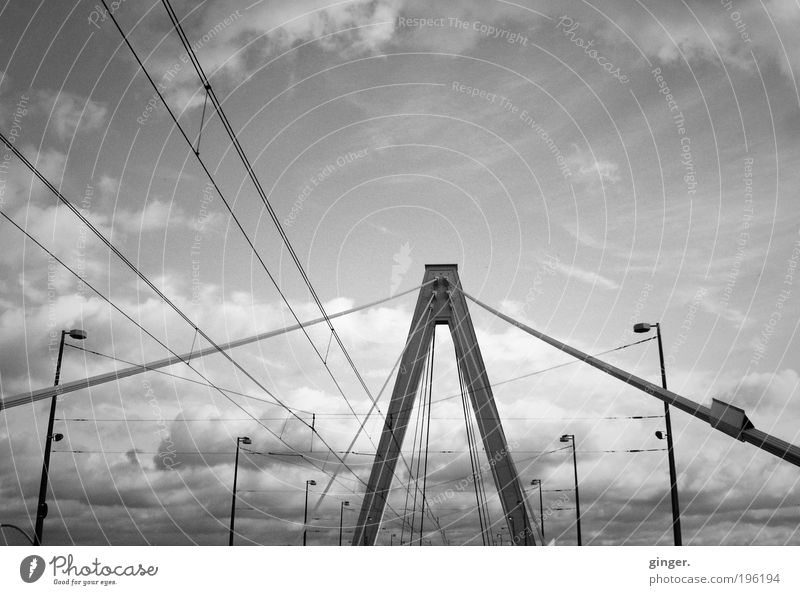 Severinsbrücke Köln Brücke Bauwerk Architektur Verkehrswege ästhetisch groß hoch lang oben stark Schrägseilbrücke Rheinbrücke Balkenbrücke Pylon Himmel Wolken