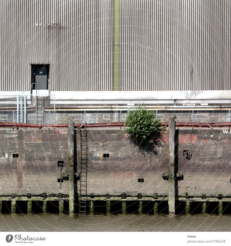 Siesta im Hafen Anlegestelle Mauer Wasser Leiter Außenaufnahme Schönes Wetter Scheune Lagerhalle Tür Licht Schatten Sträucher Ankerplatz Hamburg grau