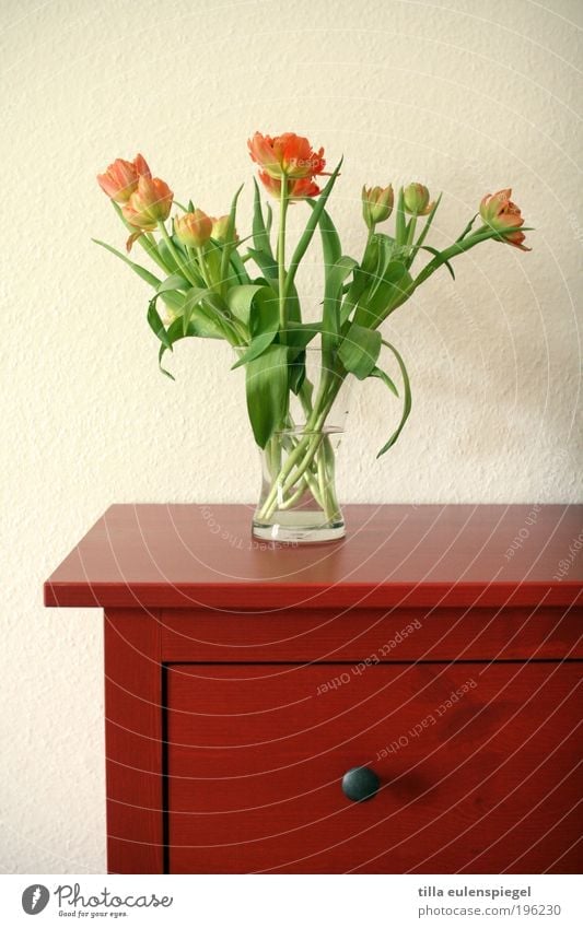 Frühlingsgrüße Stil Häusliches Leben Wohnung einrichten Möbel Wohnzimmer Pflanze Blume Tulpe Blumenstrauß Duft Freundlichkeit schön natürlich Originalität grün