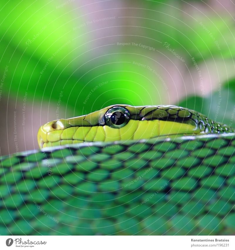 Eyecatcher Wildtier Schlange Natter Spitzkopfnatter Reptil Terrarium 1 Tier beobachten liegen Blick nah grau grün schwarz Angst Auge Kopf krabbeln Glätte Spitze