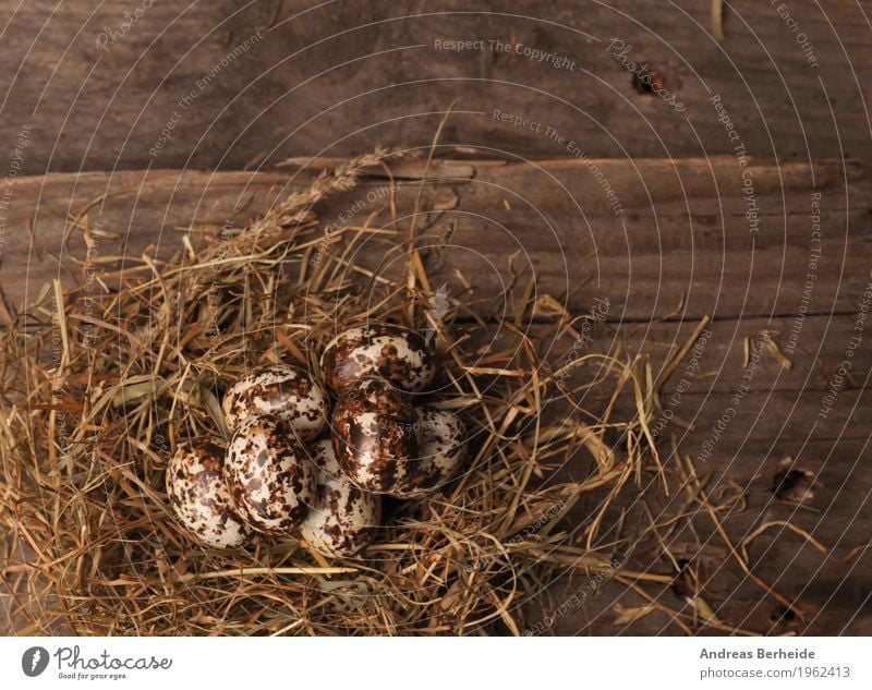 Osternest auf Holztisch Leben Natur alt Hintergrundbild Nest Protein Symbole & Metaphern "osternest ostereier," Osterei Stroh Vogelperspektive Osterdekoration