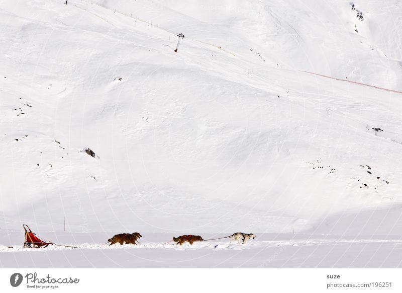 Auf, auf und davon ... Ferien & Urlaub & Reisen Abenteuer Winterurlaub Eis Frost Schnee Alpen Berge u. Gebirge Tier Nutztier Hund Tiergruppe Rudel rennen