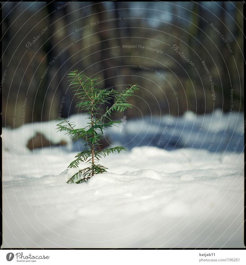snowtree Natur Pflanze Winter Schnee Baum Grünpflanze Wald dünn grün weiß Tanne Mittelformat Farbfoto Außenaufnahme Menschenleer Textfreiraum unten Tag Licht
