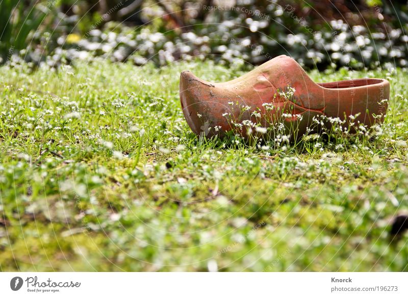 Tonschuh Schuhe Gras Blume braun grün Langeweile Müdigkeit Einsamkeit bequem Farbfoto mehrfarbig Außenaufnahme Nahaufnahme Muster Strukturen & Formen