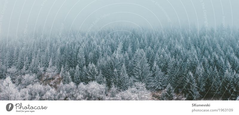 Kiefernwald im Winter. schön Ferien & Urlaub & Reisen Schnee Berge u. Gebirge Umwelt Natur Landschaft Pflanze Erde Himmel Wolken Wetter Nebel Baum Park Wald