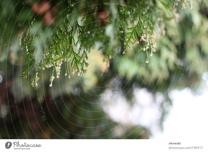 Ab in die Hecke Umwelt Natur Pflanze Regen Sträucher Zypresse grün Farbfoto Detailaufnahme Menschenleer Licht Reflexion & Spiegelung Sonnenlicht Unschärfe