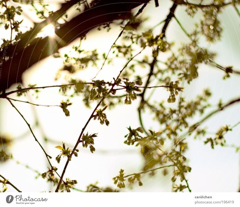 glücklicht Umwelt Natur Landschaft Pflanze Tier Himmel Wolkenloser Himmel Sonne Sonnenaufgang Sonnenuntergang Sonnenlicht Frühling Schönes Wetter Baum Blatt
