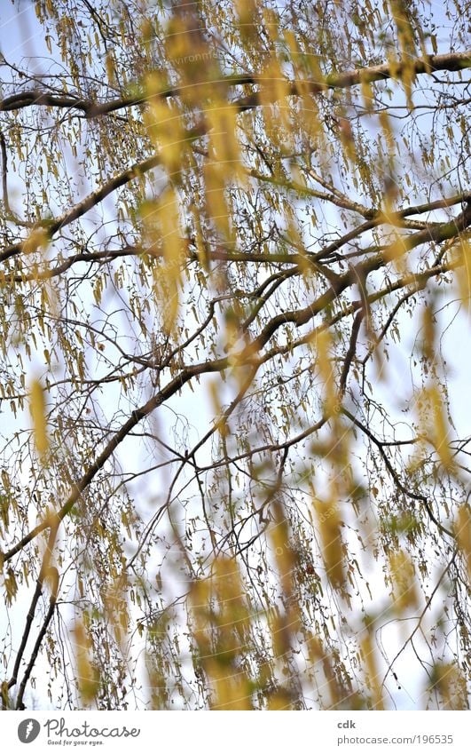 Birke im Frühling | Goldregen Umwelt Natur Himmel Sonne Pflanze Baum Nutzpflanze Park braun gelb gold Frühlingsgefühle Pollen Zweige u. Äste Allergiker Blühend