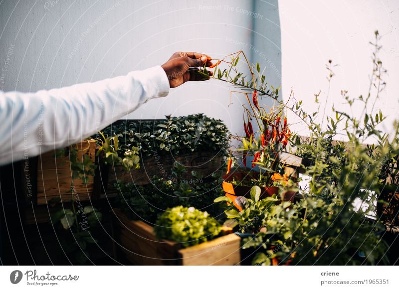 Afroamerikanischer Mann bei der Gartenarbeit Topf Lifestyle Freizeit & Hobby Mensch maskulin Jugendliche Hand Pflanze Balkon frisch grün Afroamerikaner