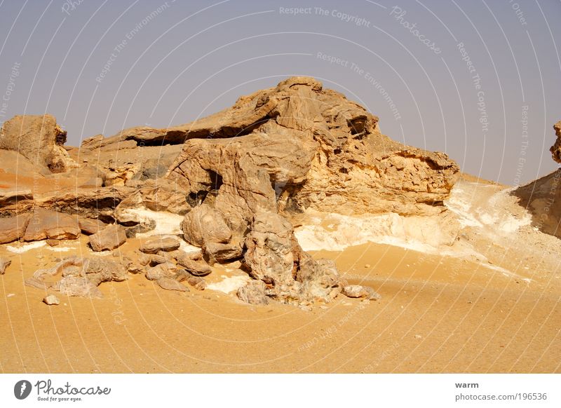 Wer sieht den Hund? Umwelt Natur Landschaft Erde Sand Himmel Wolkenloser Himmel Schönes Wetter Felsen Wüste Libysche Wüste 1 Tier liegen Originalität Farbfoto