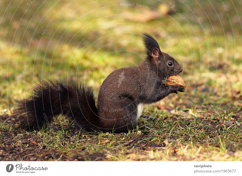 süßes Eichhörnchen aus dem Park Essen schön Garten Umwelt Natur Tier Herbst Wald Pelzmantel klein lustig natürlich niedlich wild braun grau grün rot Tierwelt